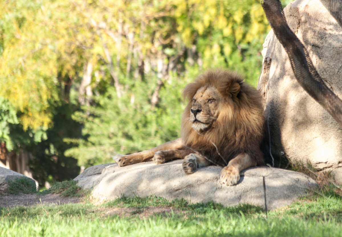 Lion at Bioparc Valencia